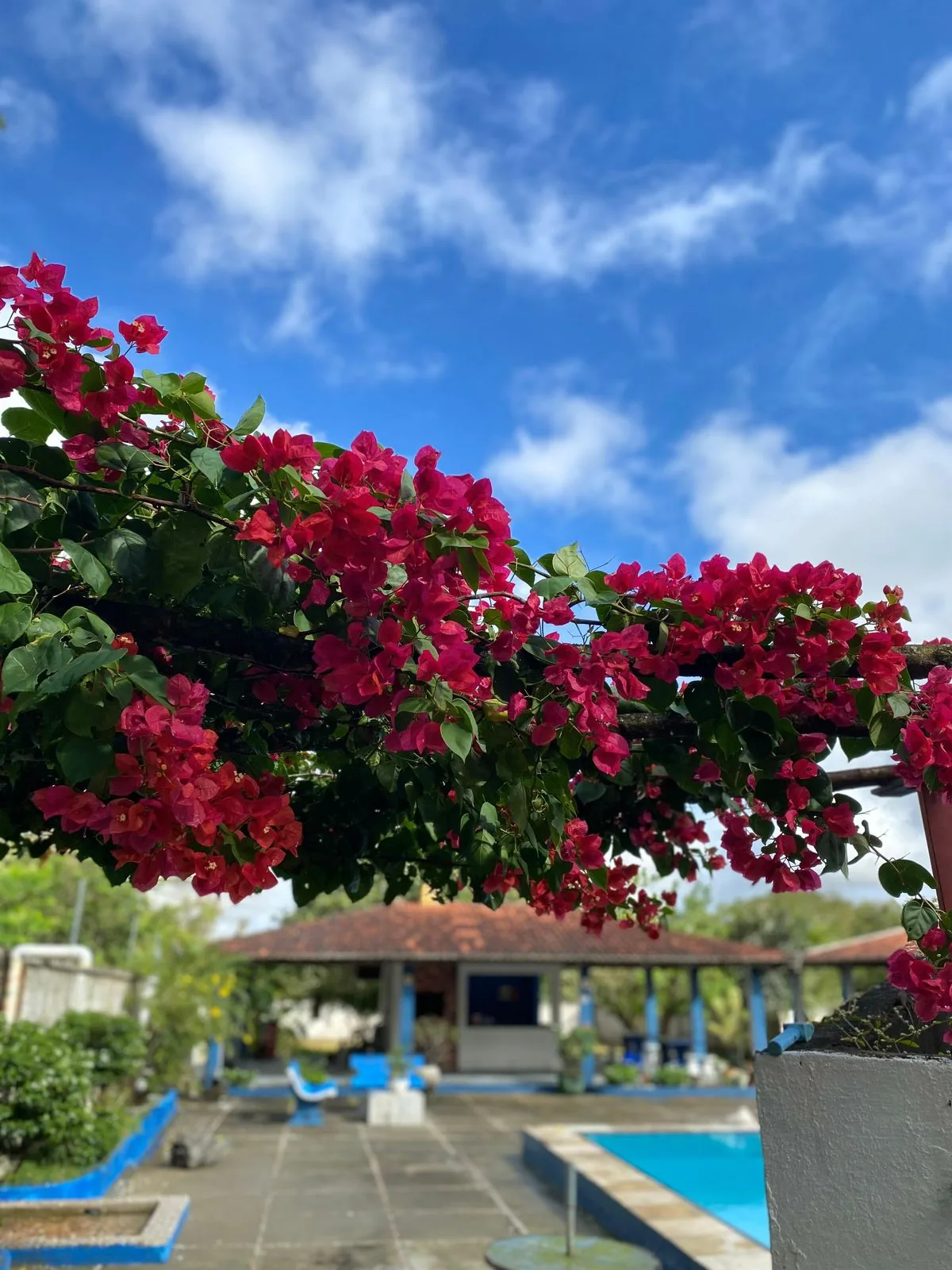 Jardim florido e paisagismo da unidade